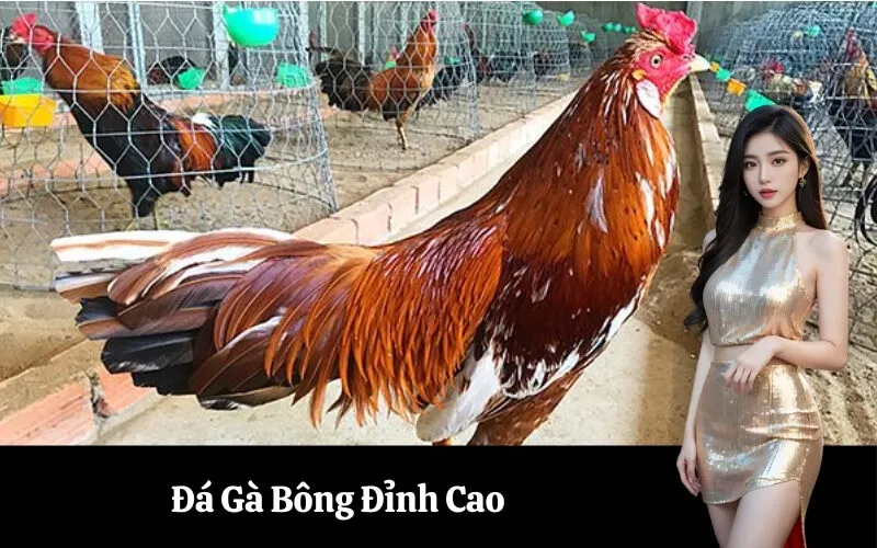 Đá Gà Bông Đỉnh Cao